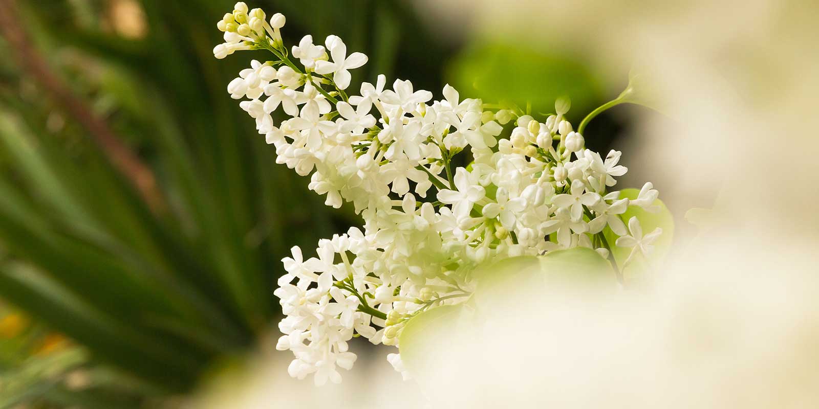 Syringa Flower