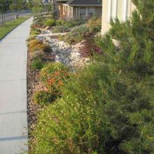 Curb Side Landscaping